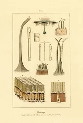 Peau Humaine